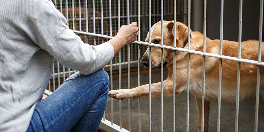 Woman choosing dog from animal shelter