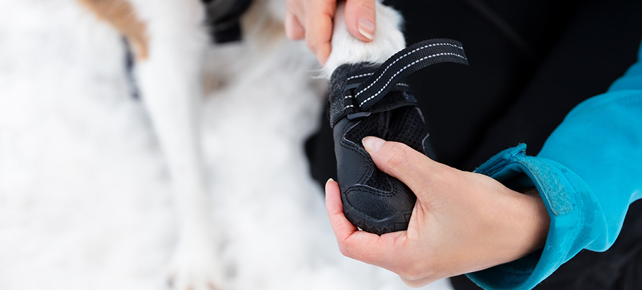 Woman dressing dog booties or shoes at the dog paws