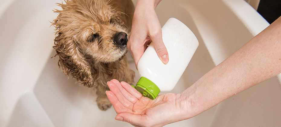 Woman is pouring shampoo on his hand. Spaniel is taking a shower.