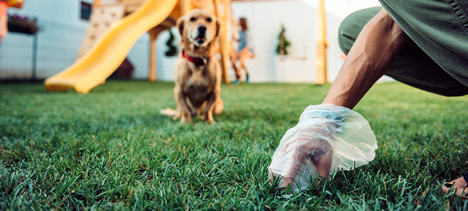 Woman picking up dog poop from the lawn at the backyard