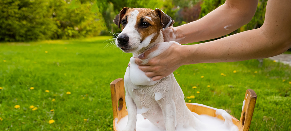 Woman washes her dog Jack Russell Terrier in a wooden tub outdoors. The hostess helps the pet to take a bath.