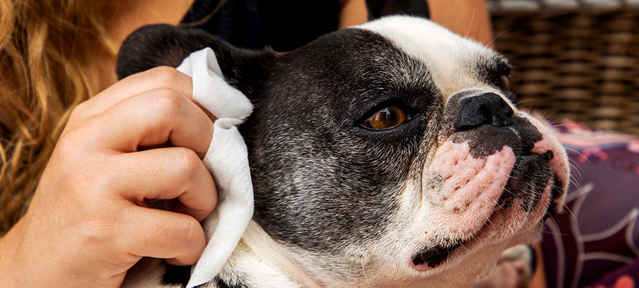 Woman's hand cleaning her French bulldog puppy's ear