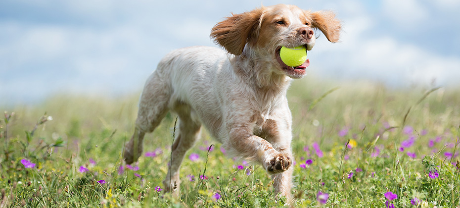 Working Cocker Spaniel Dog at the park with the ball in the mouth