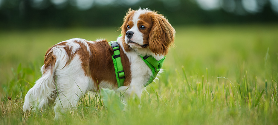 Young cavalier king charles spaniel standing in a meadow and looking back