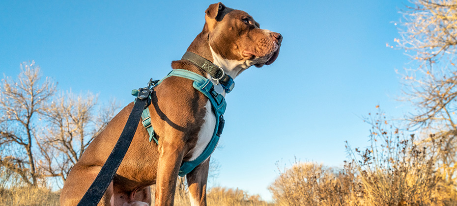 Young pit bull terrier dog in no pull harness sitting during outdoor walk