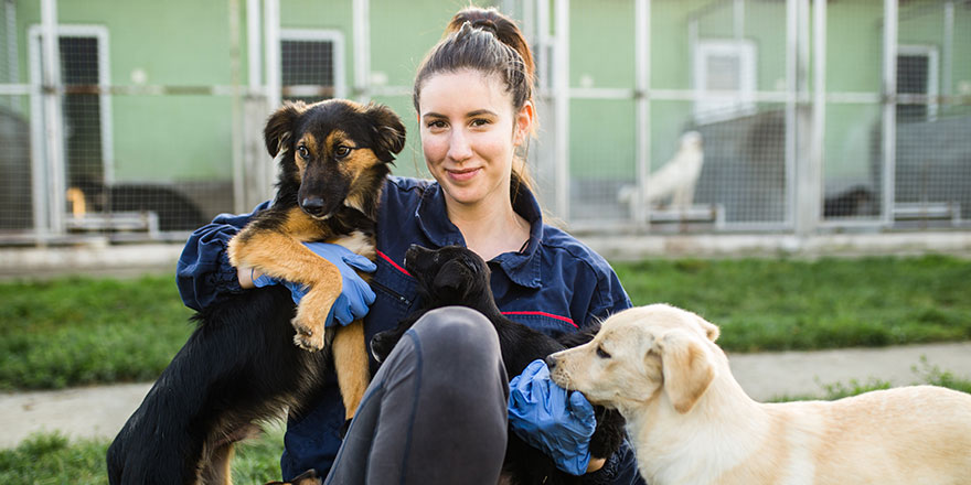 Young woman in dog shelter playing with dogs an choosing which one to adobt