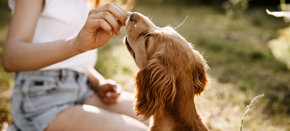 Young woman training her little dog cocker spaniel breed puppy outdoors in a park