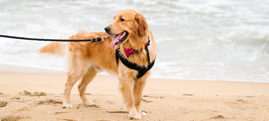 a beautiful golden retriever dog wearing a dog harness and a leash standing on sand in a beach