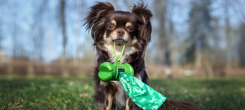 chihuahua dog holding waste bags in her mouth outdoors