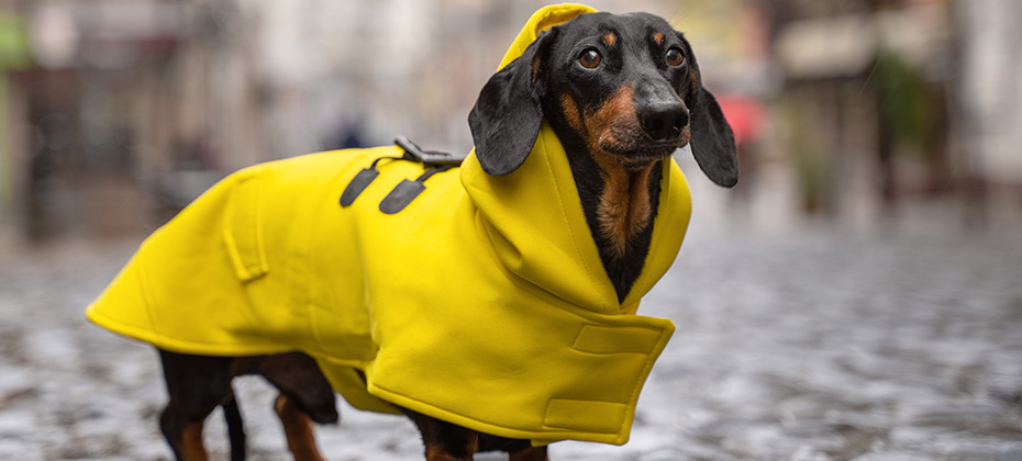 cute dachshund dog black and tan dressed in a yellow rain coat stands in a puddle on a city street