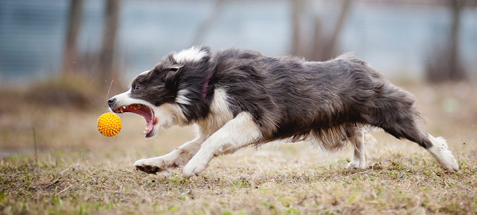 cute funny Blue Border Collie dog playing with a toy ball