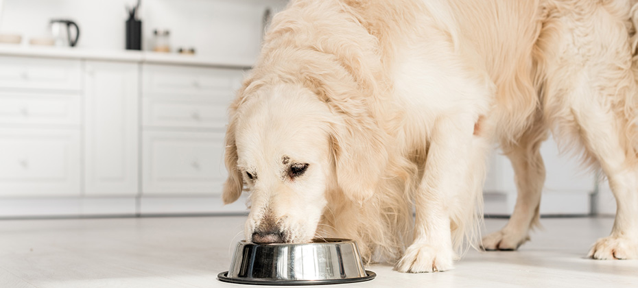 cute golden retriever eating dog food from metal bowl in kitchen