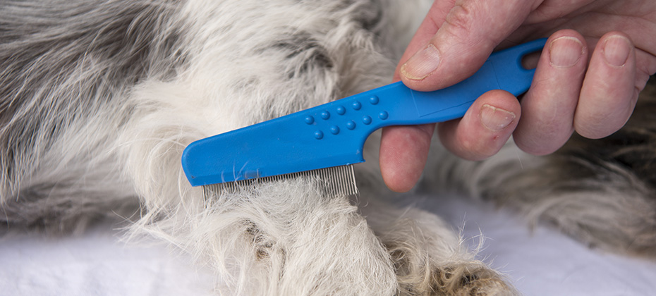 dog comb gromming jack russell terrier