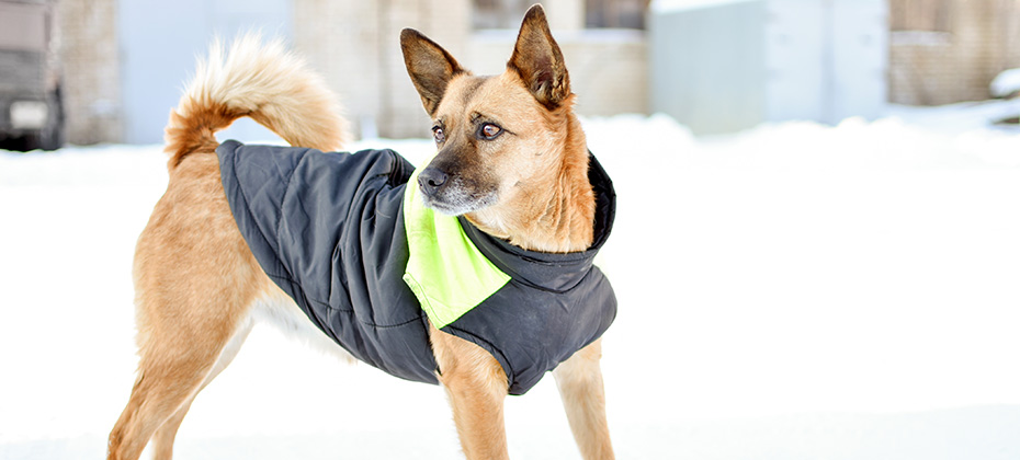dog in a vest on a walk in winter