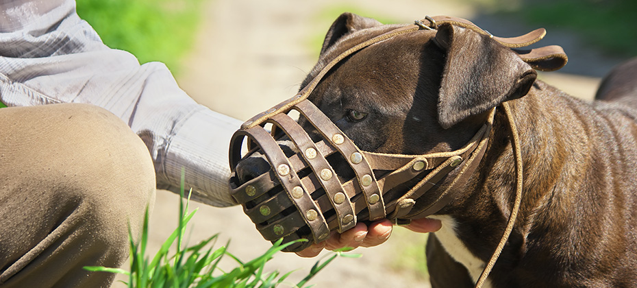 dog muzzled