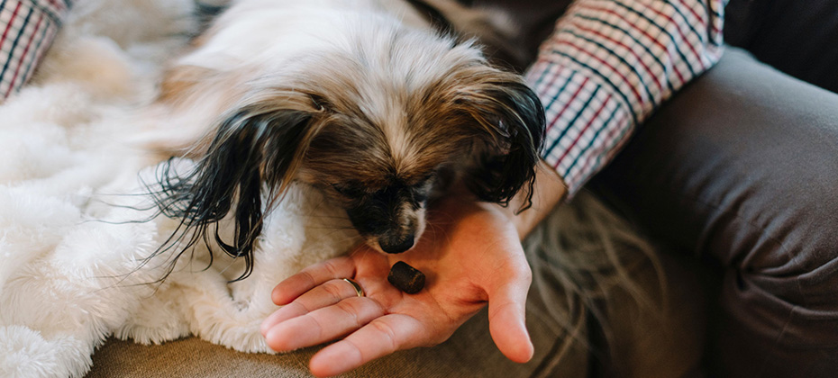 dog on the couch watching a treat in the owner's hand