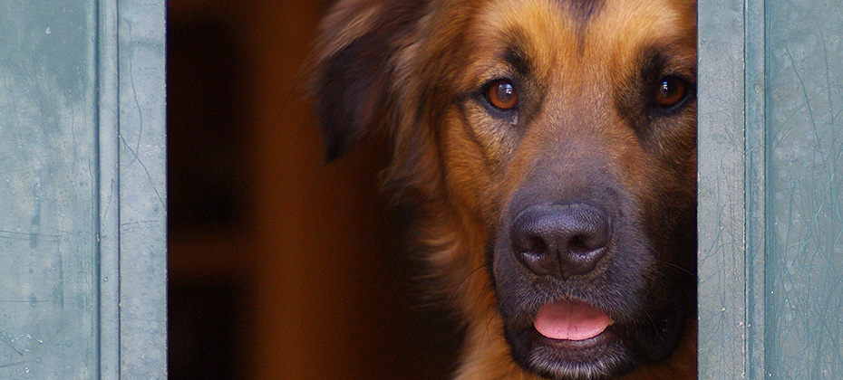 dog peeking out of a door window