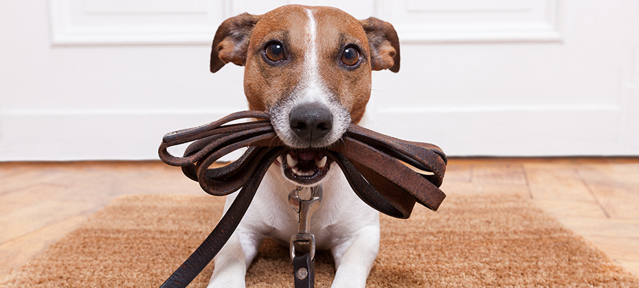 dog with leather leash waiting to go walkies