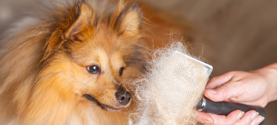 grooming with a dog brush on a shetland sheepdog