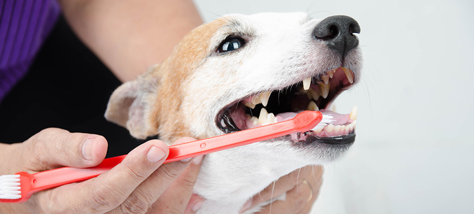 hand brushing dog's tooth for dental care