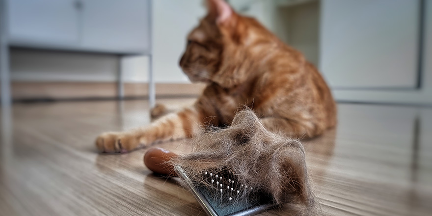 pet hair brush with pet fur clump after grooming cat