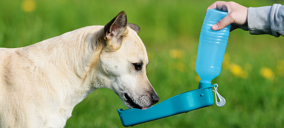 shepherd dog drinking water during summer heat