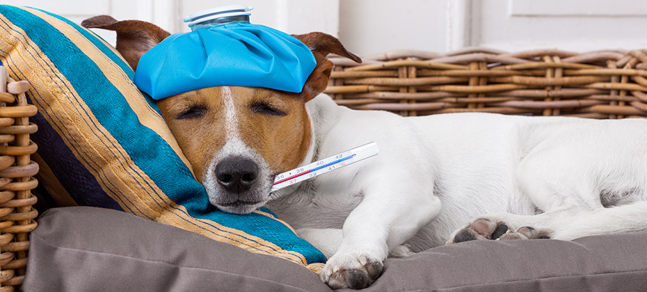 sick ill jack russell dog in bed with pillow with thermometer in mouth ,high fever suffering pain