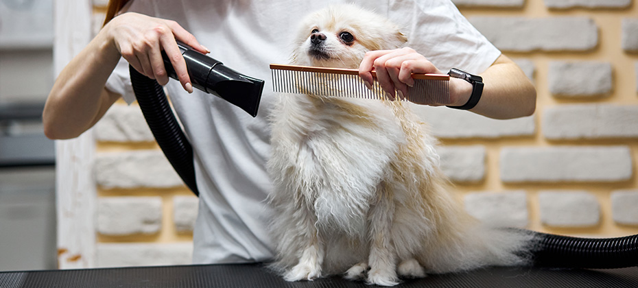 spitz dog on the table for grooming in the beauty salon for dogs