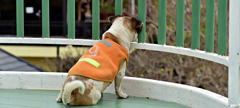spotted dog in orange vest sit and waiting owner