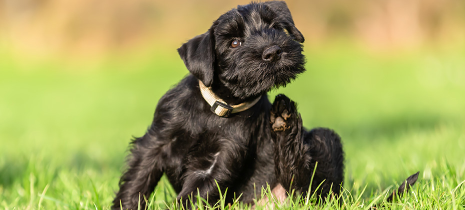 standard schnauzer puppy sits on the meadow and scratches himself behind the ear