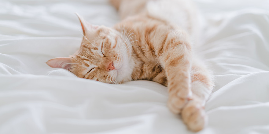 tabby cat lying on bed