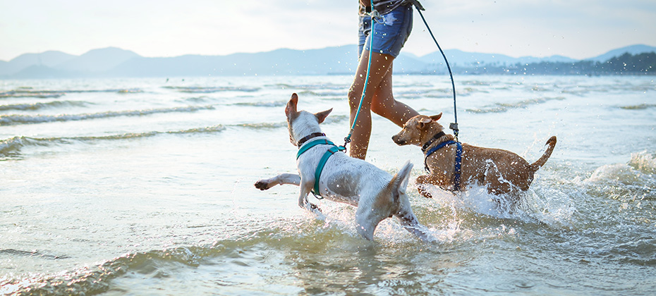 thai dogs enjoy playing on beach with owner