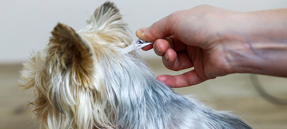 the dog is treated with a flea remedy and ticks