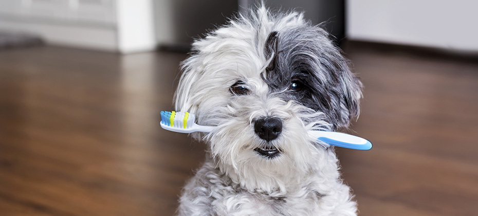 white poodle dog with a toothbrush in the mouth