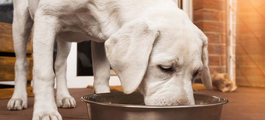 young cute white hungry labrador retriever dog puppy eats food out of bowl