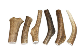 elk horn dog bones