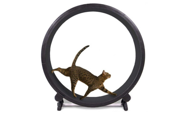 AWYLL Cat Exercise Wheel