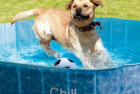All For Paws Outdoor Bathing Dog Pool