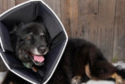 All Four Paws Comfy Cone for Dogs