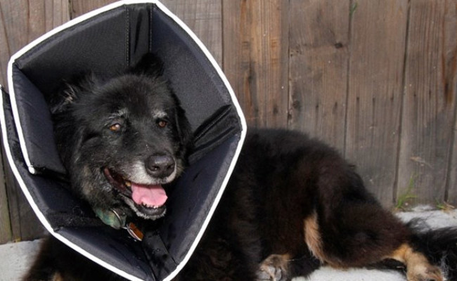 All Four Paws Comfy Cone for Dogs