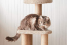 AmazonBasics Cat Activity Scratching Tower