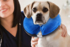 BENCMATE Protective Inflatable Collar For Dogs