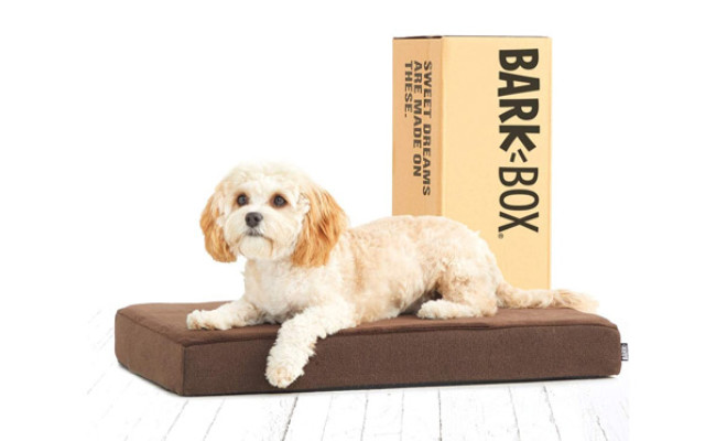Barkbox Dog Bed