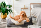 BarksBar Gray Orthopedic Dog Bed