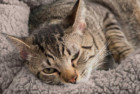 Best Friends Sheri OrthoComfort Cuddler Cat Bed