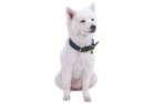 Blueberry Pet Leather Dog Collar