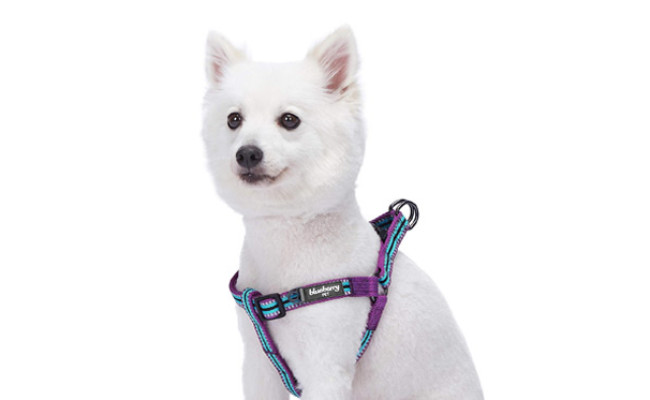 Blueberry Pet Multi-Colored Dog Harness