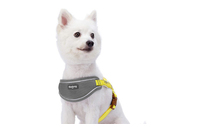 Blueberry Running Dog Harness