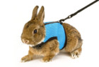 Calunce Soft Rabbits Harness