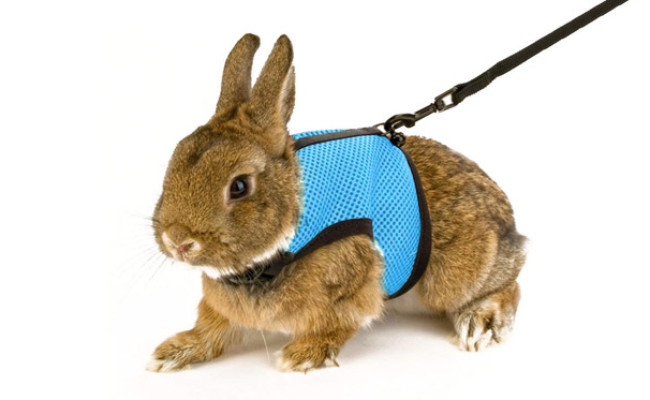 Calunce Soft Rabbits Harness